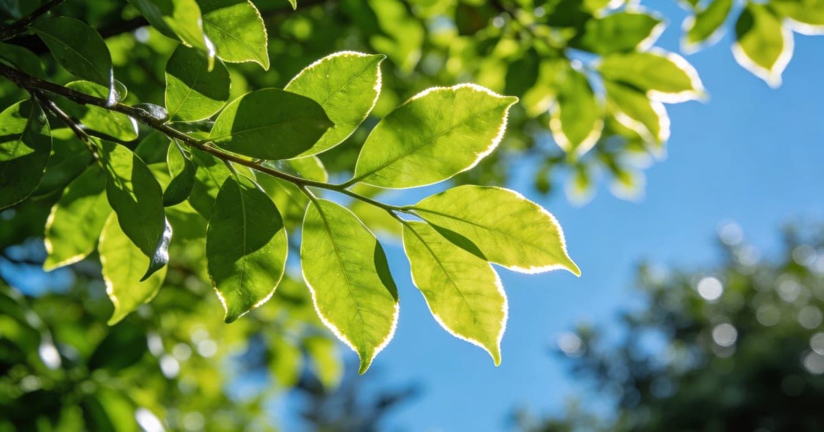 Healthy tree canopy in Auckland