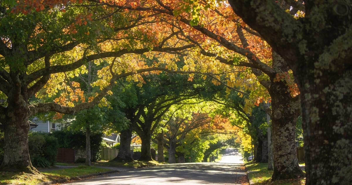 Auckland street trees maintained by professional arborists